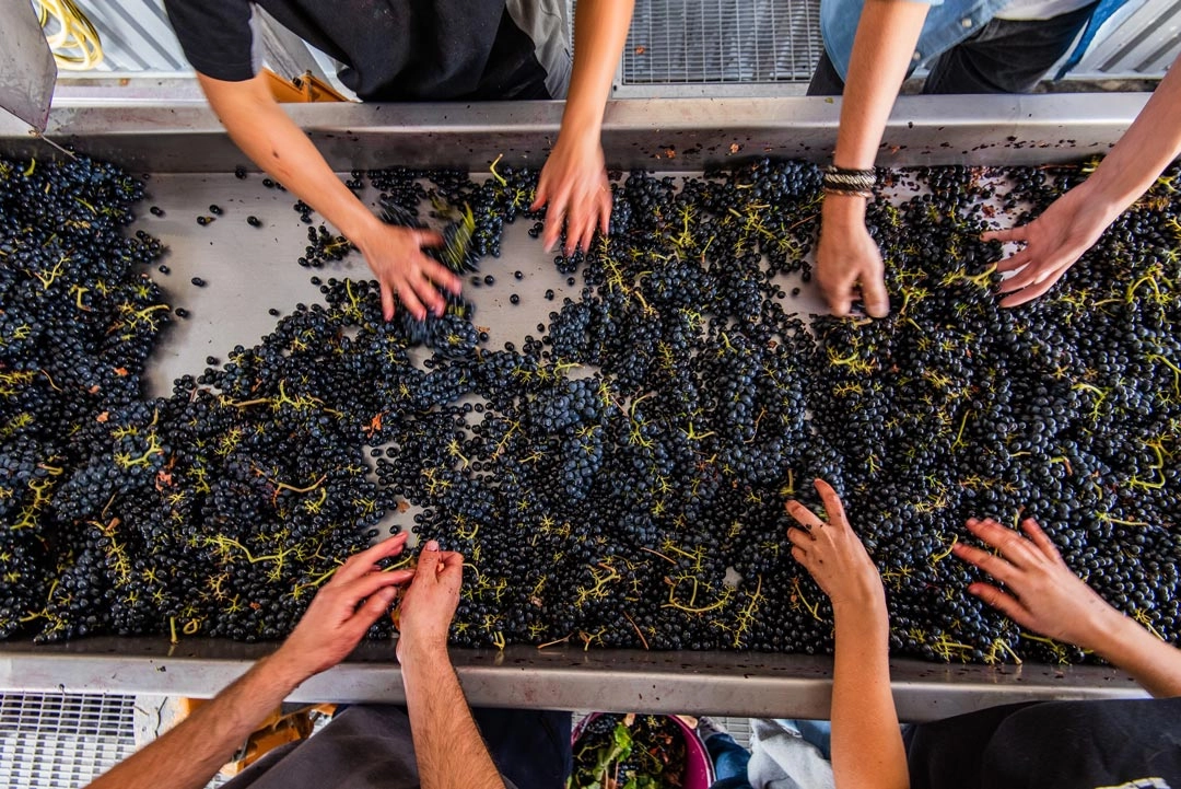 grape selecting News