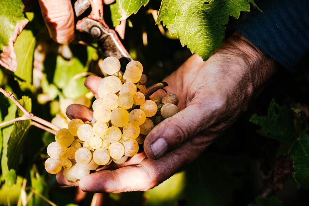 harvest 2026 hand picked grapes 2 News